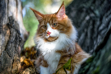 Naklejka na ściany i meble Maine coon kitten sitting on a tree in forest, park on summer sunny day.