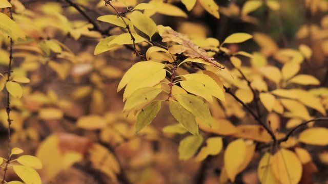 Autumn leaves on pale tree branches dark autumn mood