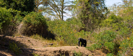 CHIMPANCE (Pan troglodytes)