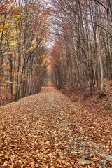 Forest trail with colorful autumn leaves
