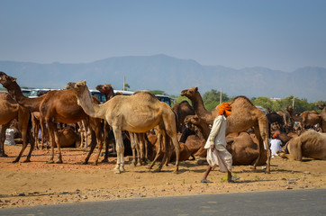 Indian people and camels at Pushkar Camel Fair (Pushkar Mela) in Pushkar, Rajasthan, India