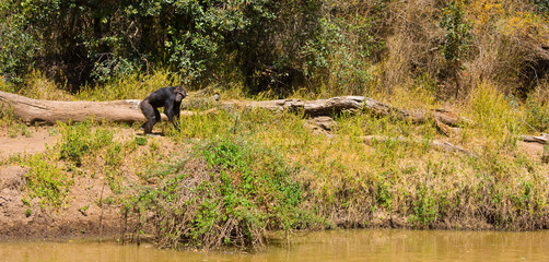 CHIMPANCE (Pan troglodytes)