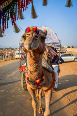 Naklejka premium Camel Cart at Pushkar Camel Fair (Pushkar Mela) in Pushkar, Rajasthan, India