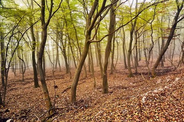 Forest with colorful autumn leaves and path