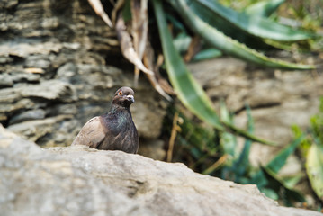 A gray dove sits on a mountain ledge