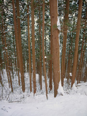 Lonely tourist walking on Footpath in the snowy Japanese cypress forest with tall cryptomeria trees to snow monkeys Yudanaka onsen in Nagano 