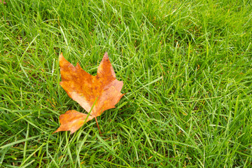 Bright green lawn during the rain. Autumn leaf on the green grass.