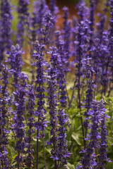 Naklejka premium Flores Coloridas