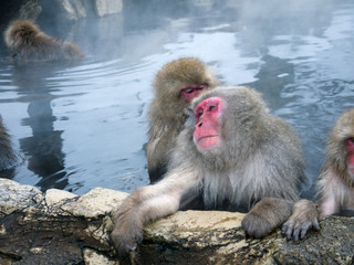Cute Japanese Snow monkeys relaxing in onsen with steam rising from hot spring water in Jigokudani Yaenkoen Park in Japan