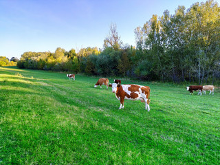 Cows on a green summer meadow