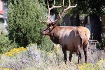 Bull Elk