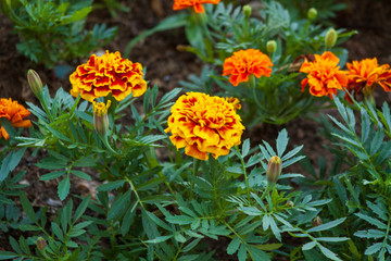 Flores Coloridas