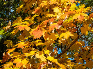 detail of trees in full foliage color in the fall
