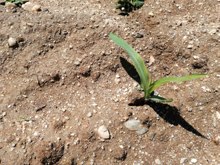 Young corn growing. Intense natural green. First cereal sprout of the Spanish countryside. The plant of grain recently irrigated. EU agricultural.