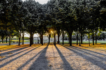 Trees and shadows at sunrise in a park in Paris