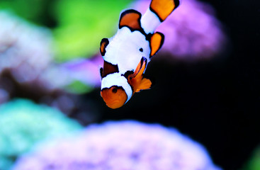 Snow Onyx Clownfish - (Amphriprion ocellaris x Amphriprion percula)