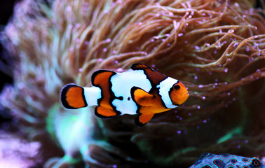 Snow Onyx Clownfish - (Amphriprion ocellaris x Amphriprion percula)