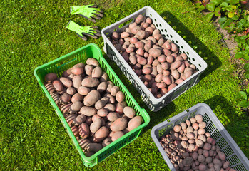 Potato harvest. Crates of potatoes in the garden.