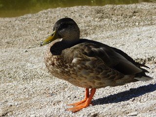 Duck