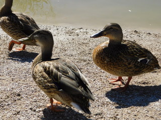 Ducks