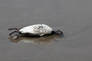 Fototapeta premium Dead cormorant on a sandy beach. Cannon beach, Oregon