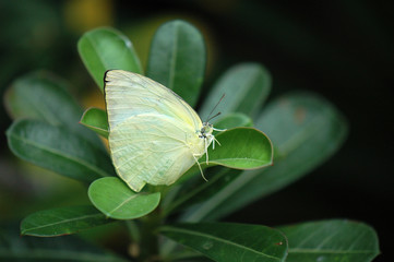 butterfly on leaf