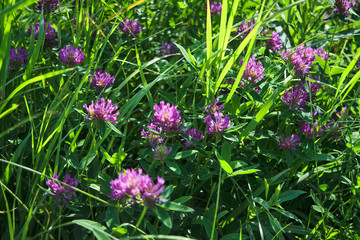 Clover flower in the meadow against the background of green grass in the sunset light.