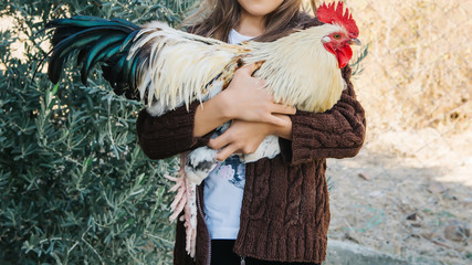 child holding rooster in hands. child holding chicken in hands