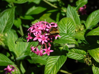 butterfly on flower