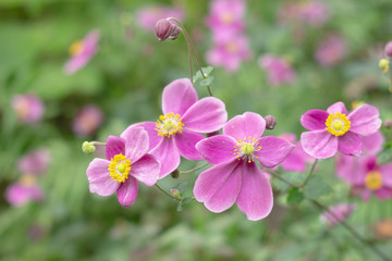 シュウメイギク