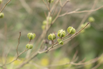 リキュウバイの実