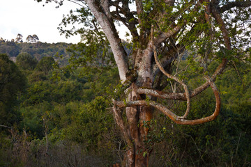 Fototapeta na wymiar Aberdare National Park, Kenia, Africa