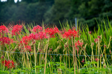 つづら棚田の彼岸花