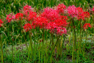 つづら棚田の彼岸花
