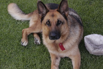 german sheepdog with a ball shepherd