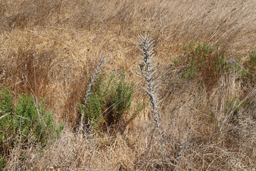 dry branches and spines; dry summer in Israel