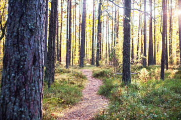 Obraz premium outdoor landscape seasonal, golden autumn wild forest