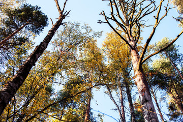 outdoor landscape seasonal, golden autumn wild forest