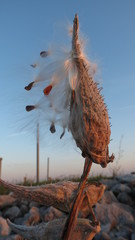 Milkweed