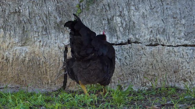 Cinematic close-up of dark brown chicken searching for food in farm yard soil near stone wall. Royalty free UHD 4K stock video footage related to countryside life, farm, nature, animals, birds..