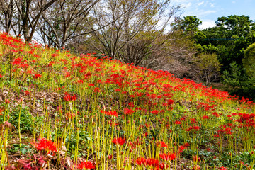 風の郷公園の彼岸花