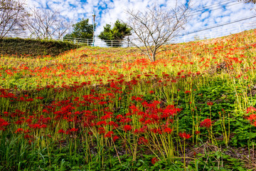 風の郷公園の彼岸花