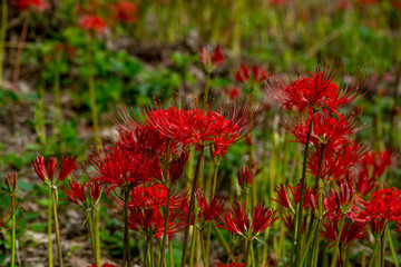 風の郷公園の彼岸花