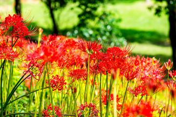 風の郷公園の彼岸花