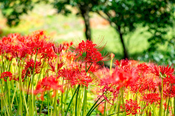 風の郷公園の彼岸花
