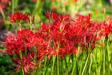 風の郷公園の彼岸花