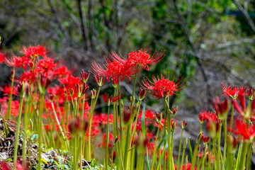 風の郷公園の彼岸花
