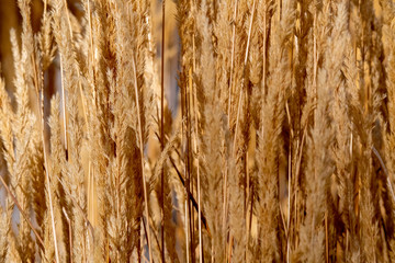 Grasslands: A close-up of karl foerster grasses