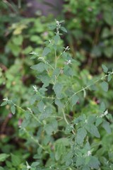 Lamb's quarter flowers / Lamb's quarter (Chenopodium album) is a roadside weed, but the young leaves are edible.