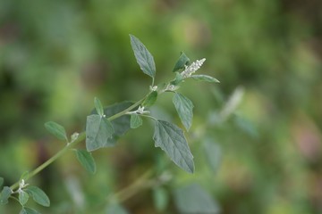 Lamb's quarter flowers / Lamb's quarter (Chenopodium album) is a roadside weed, but the young leaves are edible.